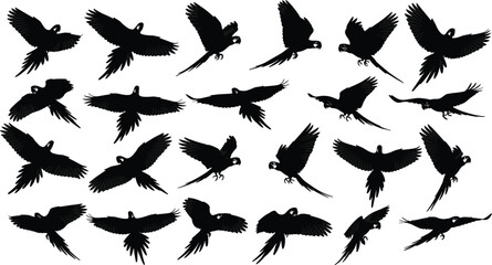 Collection of flying macaw parrot silhouettes isolated on light background, various wing positions in flight, tropical exotic birds set, black vector style illustration for design use © Golapi Expressive