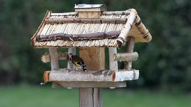 Oiseaux &agrave; la mangeoire sous la pluie