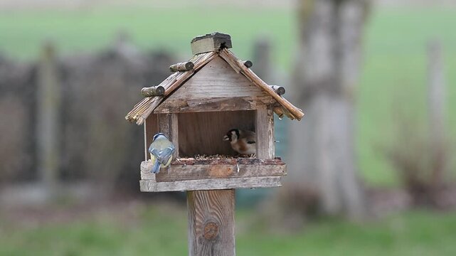 Oiseaux &agrave; la mangeoire sous la pluie
