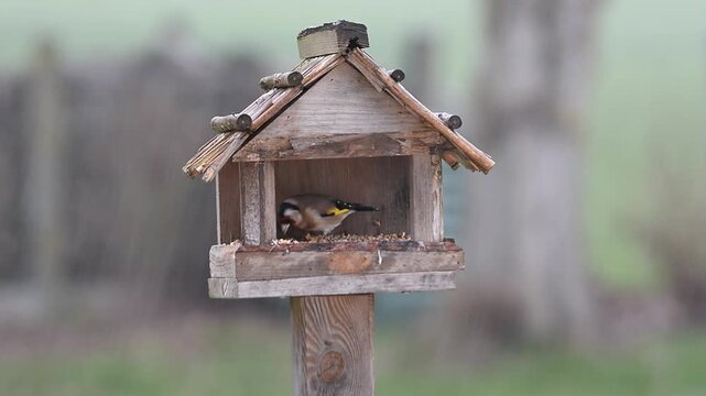 Oiseaux &agrave; la mangeoire sous la pluie