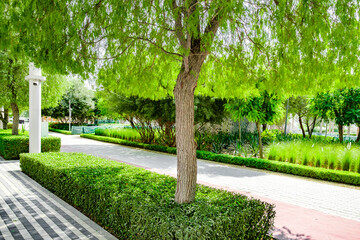 trees and green vegetation in the park © elenvd