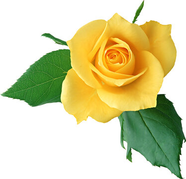 yellow rose on white background