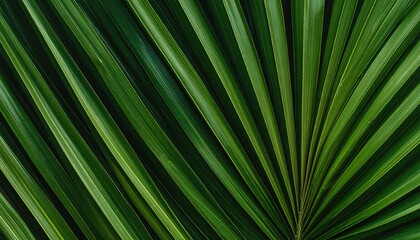 Obraz premium Detailed close-up of a vibrant green palm leaf, showcasing its natural texture and radiating lines. Abstract background of tropical foliage, perfect for nature and wellness concepts.