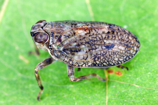 A planthopper (Issus coleoptratus) sitting on a leaf in a garden.