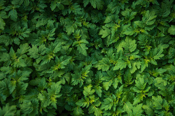 Top view background of young tomato seedlings growing in nursery.