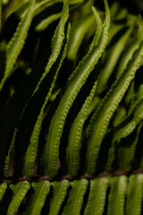 Fototapeta premium Traditional fishing boats resting along the coast of Itacaré, Bahia, Brazil, under strong yellow sunlight. The intense tropical sun creates golden reflections on the ocean surface, highlighting the vi