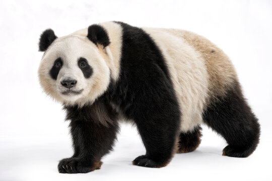 Adorable panda lumbering along with its classic black-and-white patches and gentle, roly-poly charm.