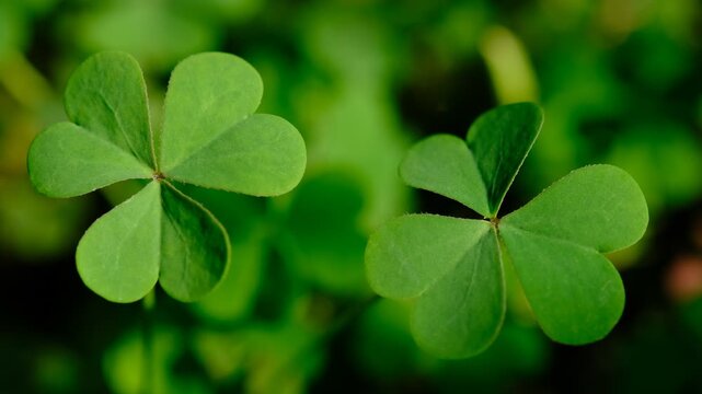 Green clover leaf isolated on dark background. with three-leaved shamrocks. St. Patrick's day holiday symbol.