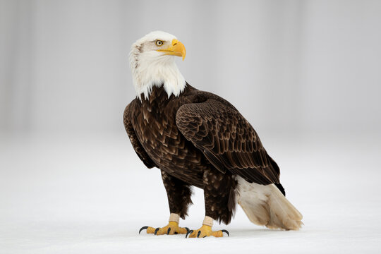 Majestic bald eagle perched with piercing yellow beak, snow-white head, and powerful talons ready to soar.