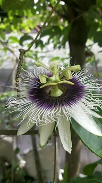 Close-up of white and purple passion flower (Passiflora) with unique details and blurred natural green background.