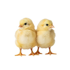 Fototapeta premium Two cute yellow baby chicks standing together isolated on transparent background
