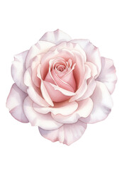 Pink watercolor rose on white background. Botanical illustration for decorative design, wedding invitation, Mothers Day, greeting card, or romantic print.