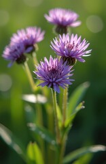 Obraz premium Purple forest widow flowers bloom on green stems in soft sunlight. Delicate petals, stamens show intricate detail. Lush blurred background suggests natural garden setting, ideal for botanical themes.