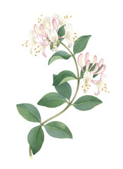 Fototapeta premium Honeysuckle vine with pink and white flowers. Botanical illustration for decorative element, natural design, or plant study.