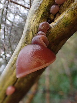 Jelly Ear fungus (Auricularia auricula-judae) growing on an elder tree