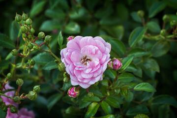 close-up of a pink rose on a branch in the garden