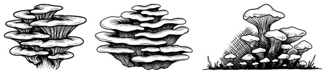 Collection of shelf mushrooms and forest fungi in vintage hand drawn engraving style © Tomas