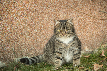 gray striped cat close-up on the background of the wall