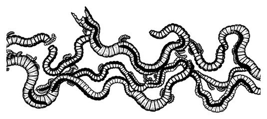Hand drawn group of wriggling worms or earthworms on white background in ink style