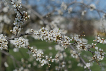Blossoming white flowers on a tree branch against a blue sky. The scene captures the beauty of spring with vibrant greenery in the background.
