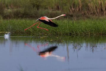 Obraz premium Greater flamingo taking off from the lake