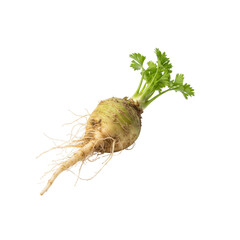 Parsnip root vegetable with leaves and roots