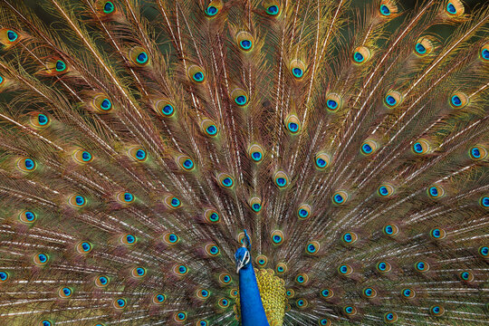 Indian Peacock pheasant, also known as peafowl in its breeding display
