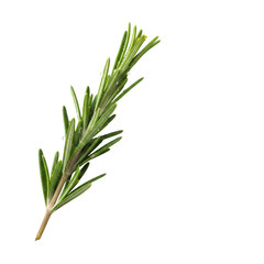 Rosemary herb sprig with water droplets