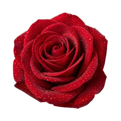 Red rose with water droplets isolated On Transparent Background