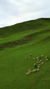 sheep in the mountains, bhrigu lake
