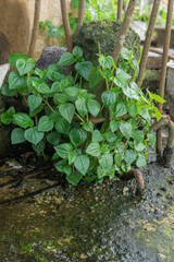 Peperomia pellucida Growing Wild Between Concrete and Iron Structure