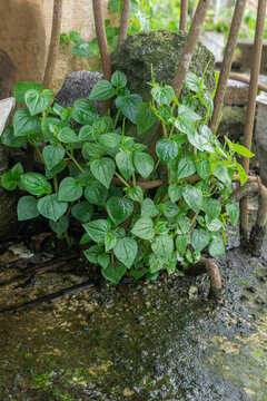 Peperomia pellucida Growing Wild Between Concrete and Iron Structure