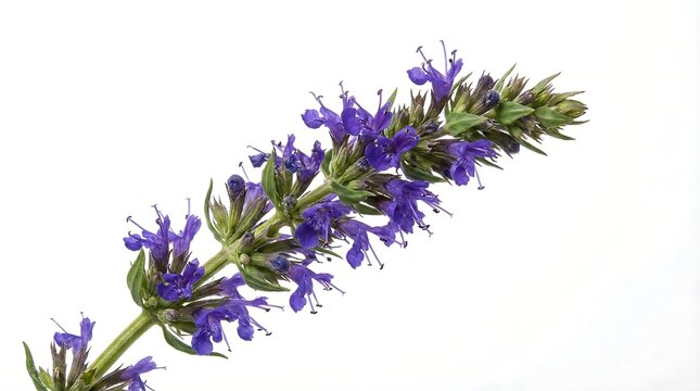 Purple hyssop flower spike herb isolated on white background