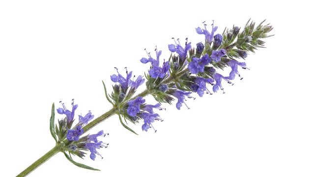 Blooming purple hyssop blossom isolated on white background