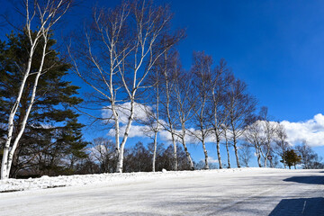 雪道と白樺が続く冬の高原
