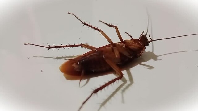 Dead Cockroach Lying On Floor
