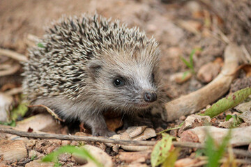 ouriço © francisco