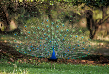 Obraz premium A peacock showing its feathers as a breeding display in Ranthambhore National Park in India