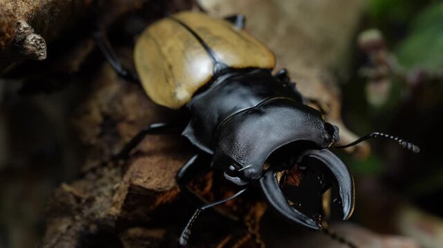 Odontolabis mouhotii elegan. Odontolabis is a genus of beetles belonging to the family Lucanidae.