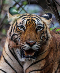 Fototapeta premium portrait of a tiger
