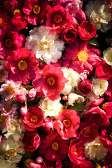 色とりどりの花を浮かべた花手水