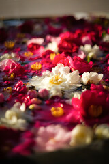 色とりどりの花を浮かべた花手水