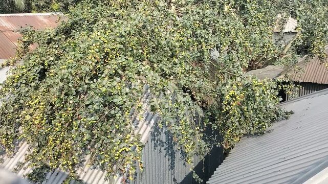 Green deshi jujube plants loaded with fruits over a village tin roof, typical rural scene
