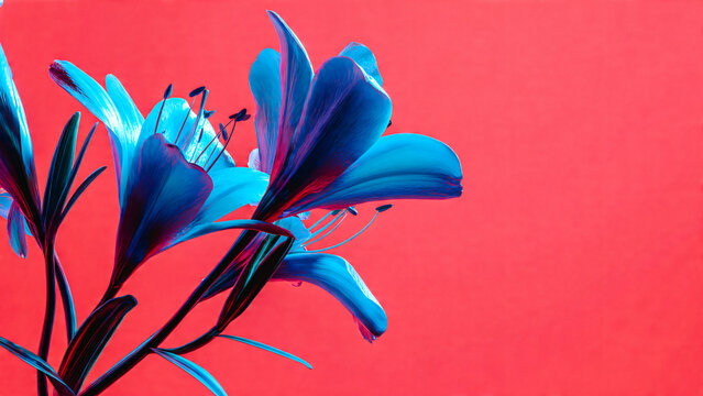 Fleurs bleues sur fond rose