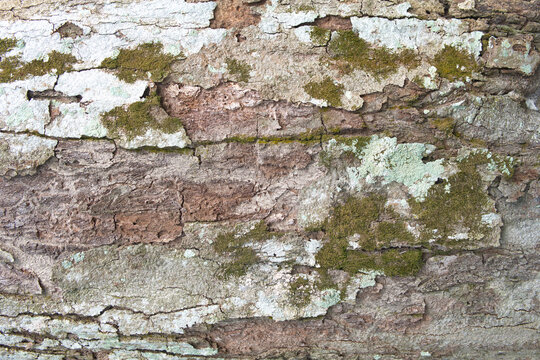 Detailed close-up of weathered tree bark featuring patches of green moss and lichen, showcasing a natural, rustic texture.