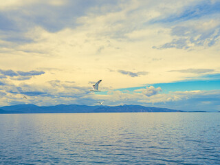 Fototapeta premium seagull flying above sea 