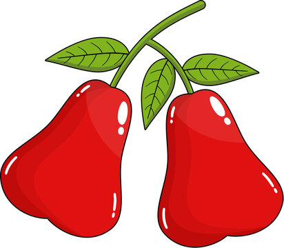 Tropical Red Rose Apple Fruit with Leaf Isolated Design Element