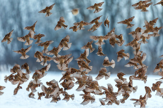 Photo with a flock of many birds of field sparrows flying towards the camera in the winter garden