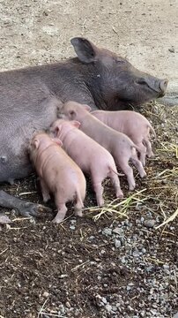 Mother pig nursing piglets on straw at small family farm