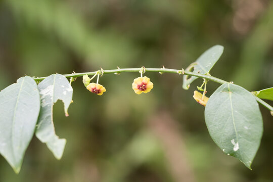 Beautiful Sweet Leaf (Phyllanthus androgynus) flowers.